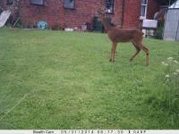 This was taken with my Stealth Cam at the back of my house attached to the same post the Buzzard was feeding from.