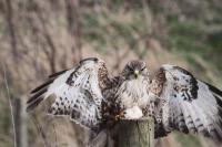 Same Buzzard, fed this young bird for about 3 months. It is still around our farm and paired up with a mate last year. They are still here this year so hoping for some youngsters, If the public does not disturb them !!!