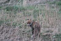 Proper WILD Fox, not Urban. Picture taken from my kitchen window.