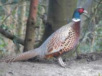 Comes into the garden everyday for peanuts