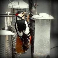 A beautiful male woodpecker who visits regularly through the day along with a female and a young woodpecker. This makes me very happy!