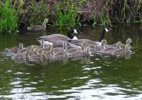 Canada goose family