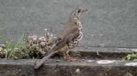 Mistle Thrush