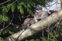 Squirrel trio