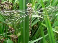 Emperor Dragonfly ready to fly