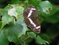 White Admiral butterfly