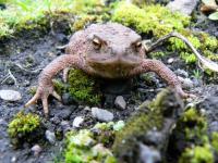 CommonToad