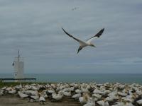 Gannet colony,on North Island, New Zealand.