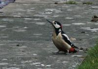 Great Spotted Woodpecker