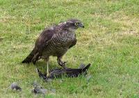 Sparrowhawk with a kill