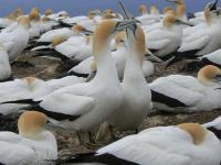 Gannets greeting