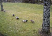 A few wild ducks which visit me every year to feed