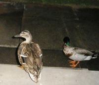 Daphne and Drake her partner ,wild ducks which have taken to me and come into my kitchen to get fed.