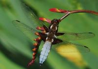 Broad-bodied chaser