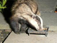 Badger in my garden eating peanuts