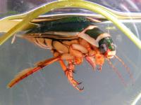 Great Diving Beetle