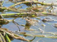 Common Frog in my pond at home