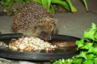 Hedgehog photographed at night in my back garden.