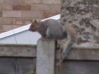 This squirrel is a frequent visitor to our garden he is often seen trying to climb the bird feeder pole but its too slippery for him to hang onto, I have even seen him jumping from the ground hoping to get a hold, but he hasn't managed it yet,