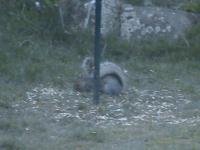 Here the squirrel,  having decided that he isn't able to climb up the pole to get the bird food, now seems happy to eat the food that the birds drop on the floor.