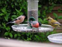 Bullfinches & Greenfinch