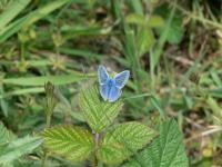 Holly Blue