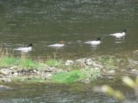 Goosanders on the River Severn