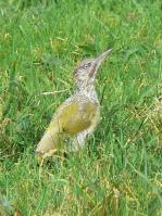 Green Woodpecker