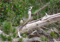 Kingfishers photographed on holiday in New Zealand