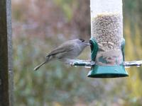 male Blackcap