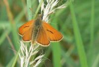 Small Skipper