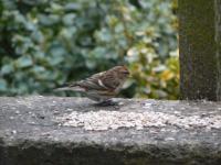 Redpoll.