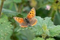 Small Copper