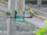 Siskins