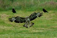 Red Kite