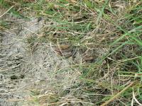 young Common Lizards, basking.