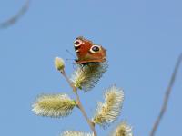 Peacock butterfly on willow