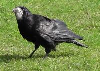 Rook on my front lawn.