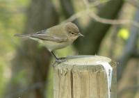 Chiffchaff