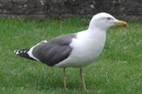 Herring Gull on my front lawn