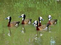 White-faced Tree Duck, Photo taken at WWT Slimbridge, Glos.