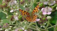 Comma butterfly on brambles