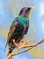 Starling, taken in my garden