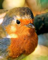 Robin, taken in my garden