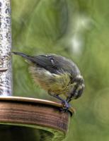 Juvenile Blue Tit