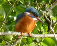 Kingfisher