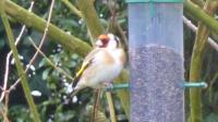 Goldfinch