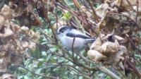 Long tailed tit