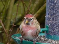 Redpoll