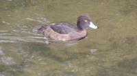 Pochard